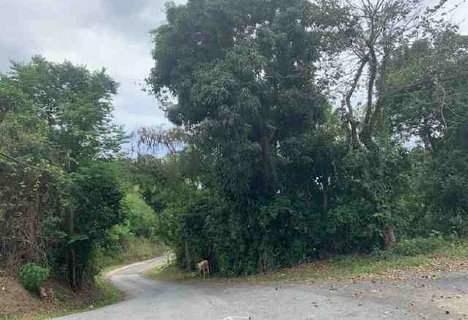 Parcel Land 